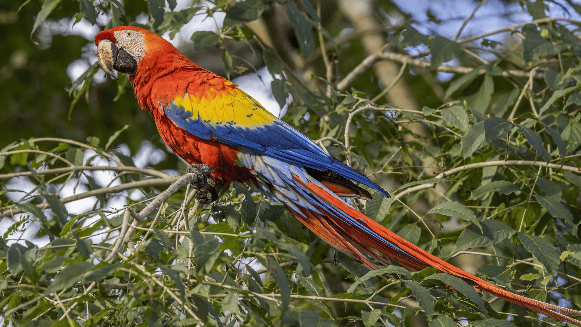 scarlet macaw perched on a tree branch displaying vibrant red yellow and blue feathers among dense green foliage