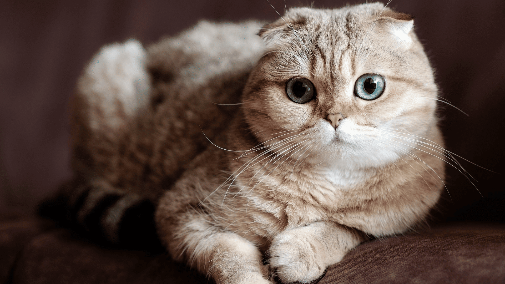 scottish fold cat with folded ears and large green eyes resting comfortably on a soft brown sofa