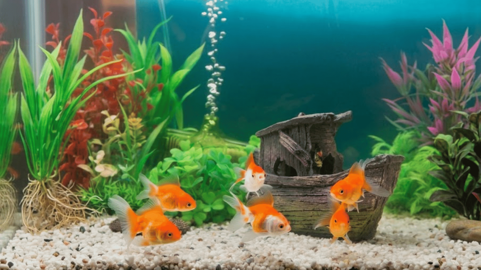 several orange goldfish swimming in a planted aquarium with white gravel a sunken ship decoration and rising air bubbles