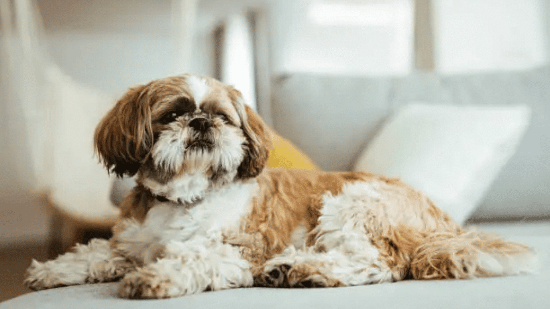 shih tzu dog lying comfortably on a sofa in a bright living room