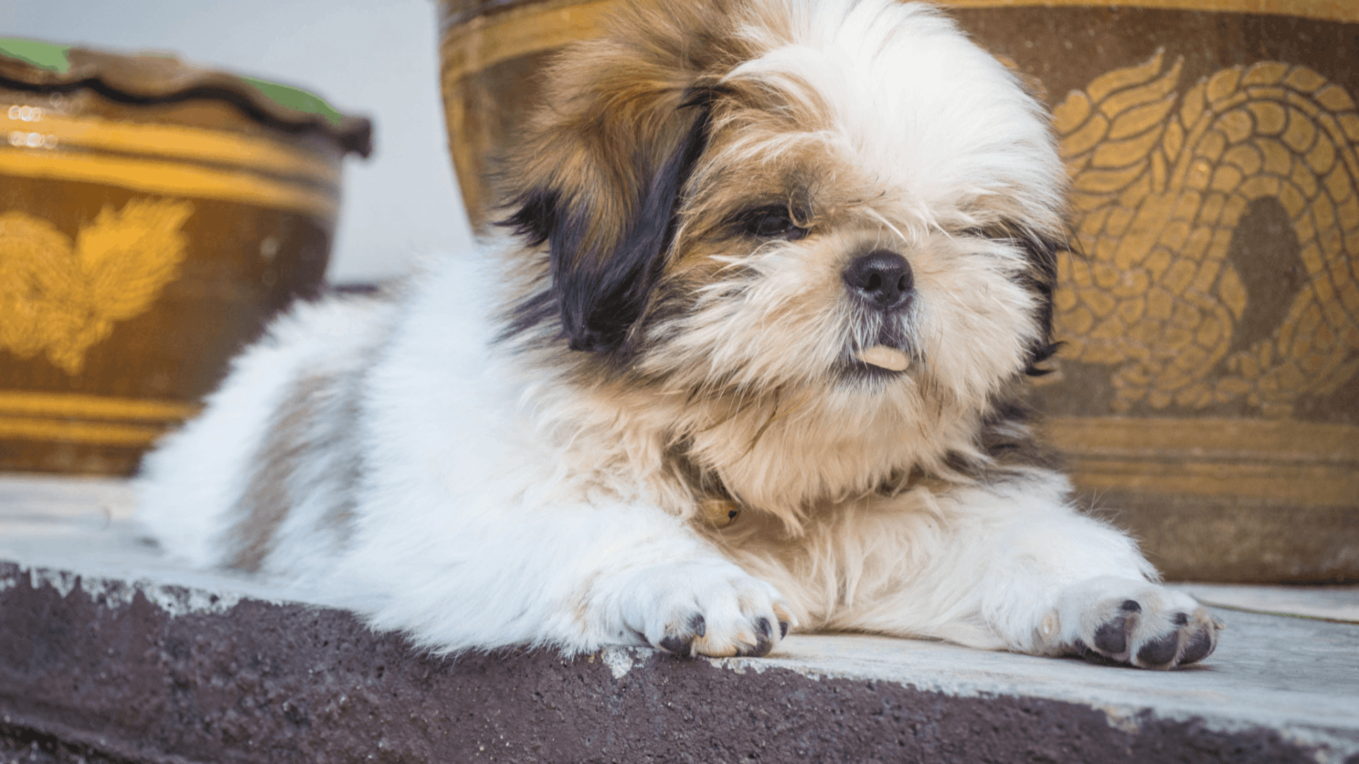 shih tzu puppy with a slight underbite and tongue peeking out lying on a stone step beside decorative pots looking away from the camera