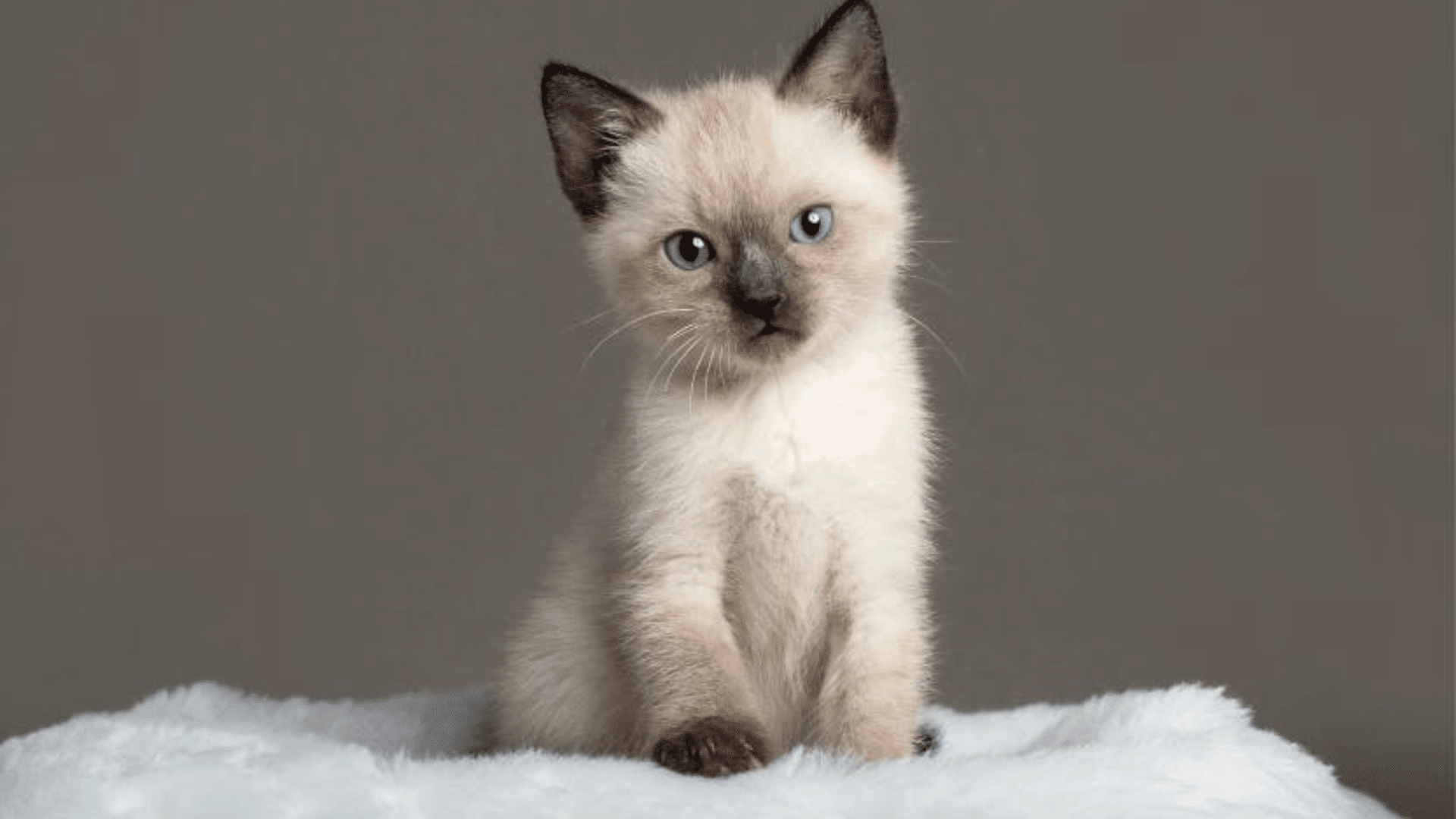 siamese kitten with blue eyes sitting upright on a soft white blanket against a neutral background