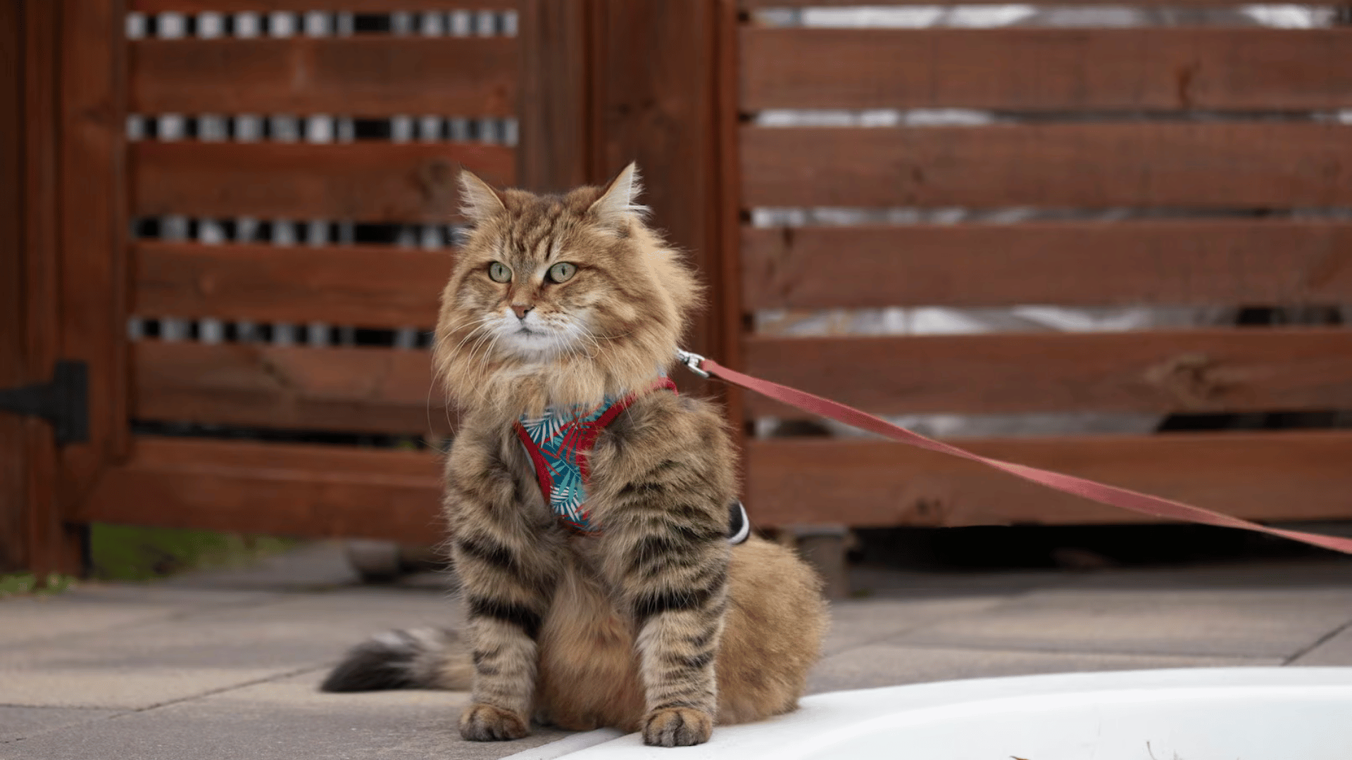 siberian cat wearing a colorful harness sitting outdoors near a wooden fence ready for a walk