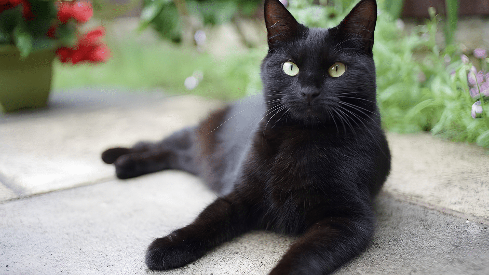 sleek black bombay cat with bright green eyes lying on a garden path surrounded by soft greenery