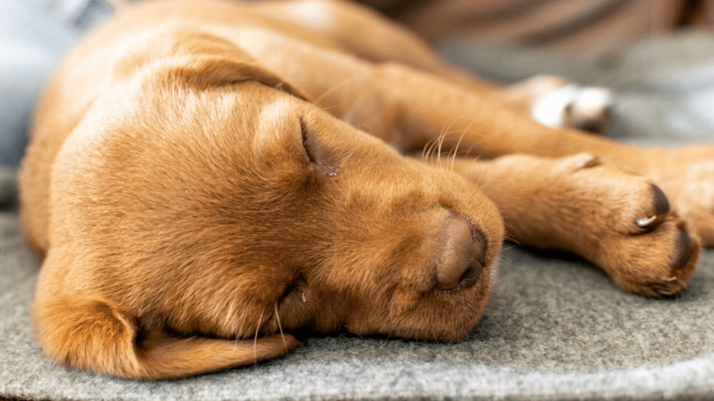 Sleeping brown puppy with a gentle whimper resting on a soft blanket