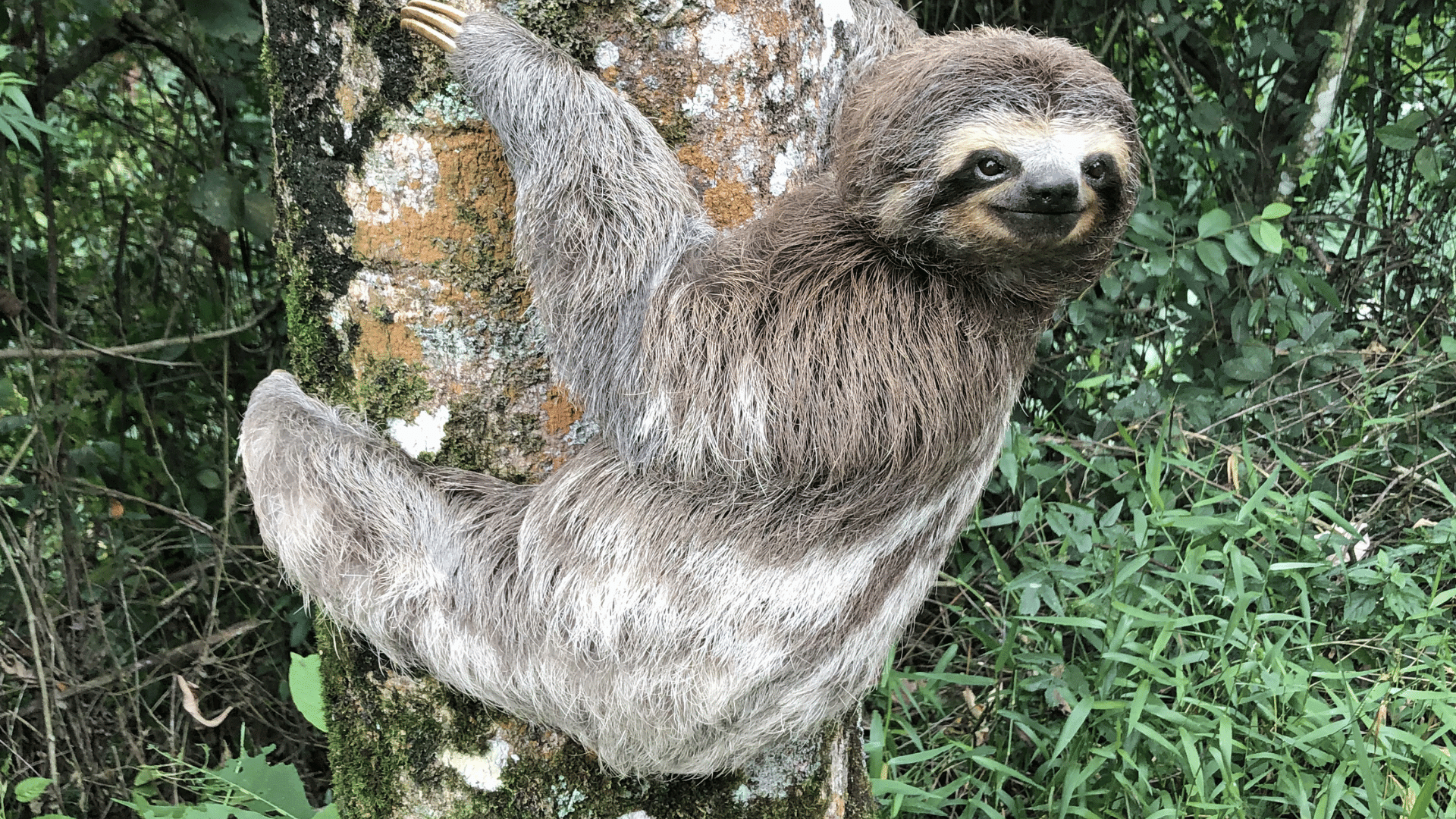 sloth hanging from a tree branch in a lush rainforest surrounded by green leaves and natural sunlight filtering through foliage