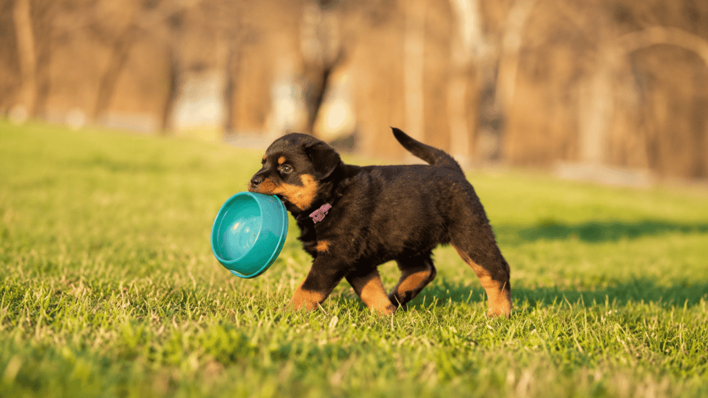 small black and brown puppy carrying a blue bowl in its mouth while walking across a grassy field at sunset