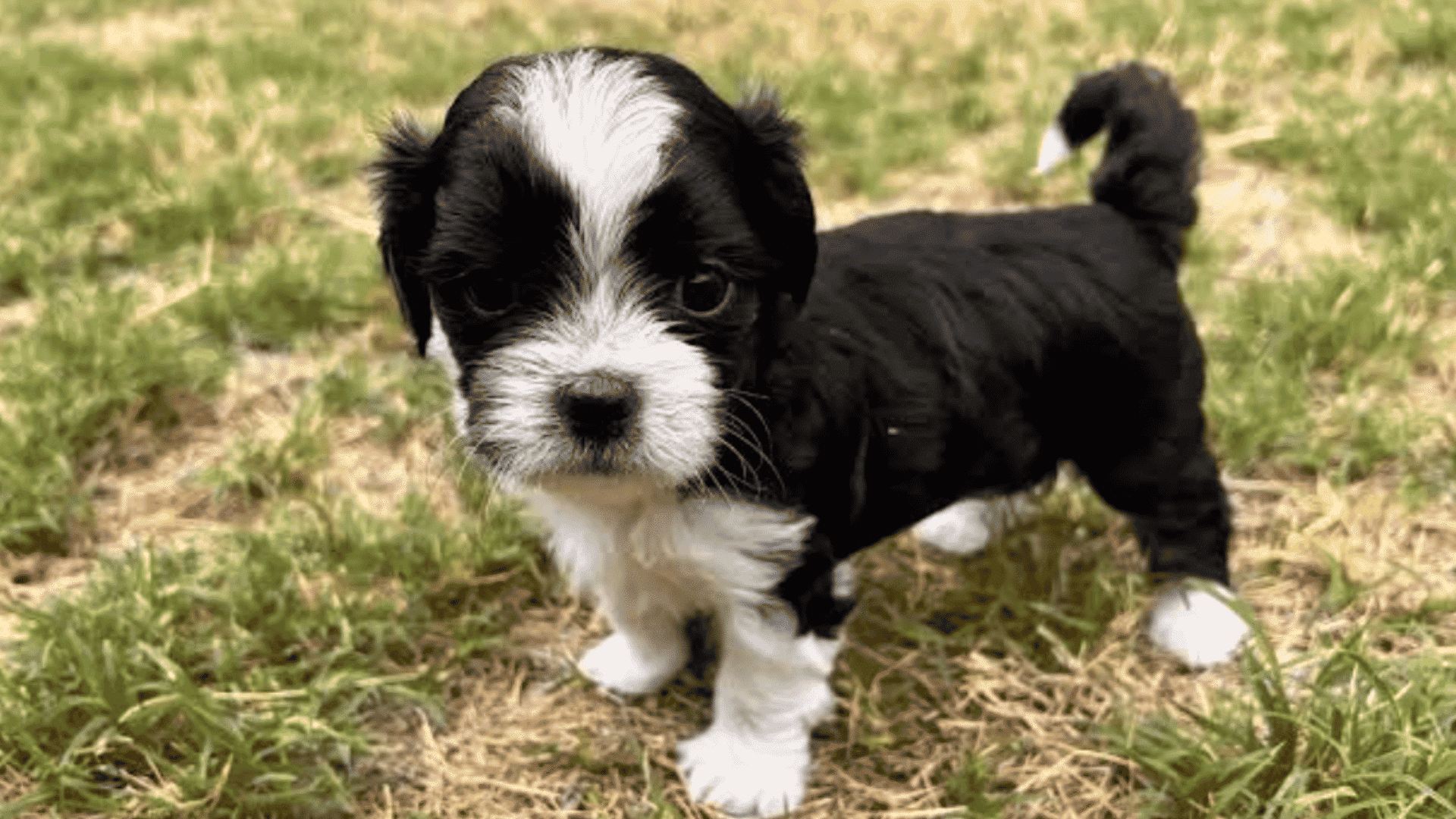 _small black and white puppy standing on grass looking toward the camera with fluffy fur and a curled tail outdoors