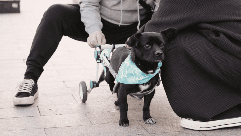 small black dog wearing a support harness with rear wheels standing beside two people on a paved walkway outdoors