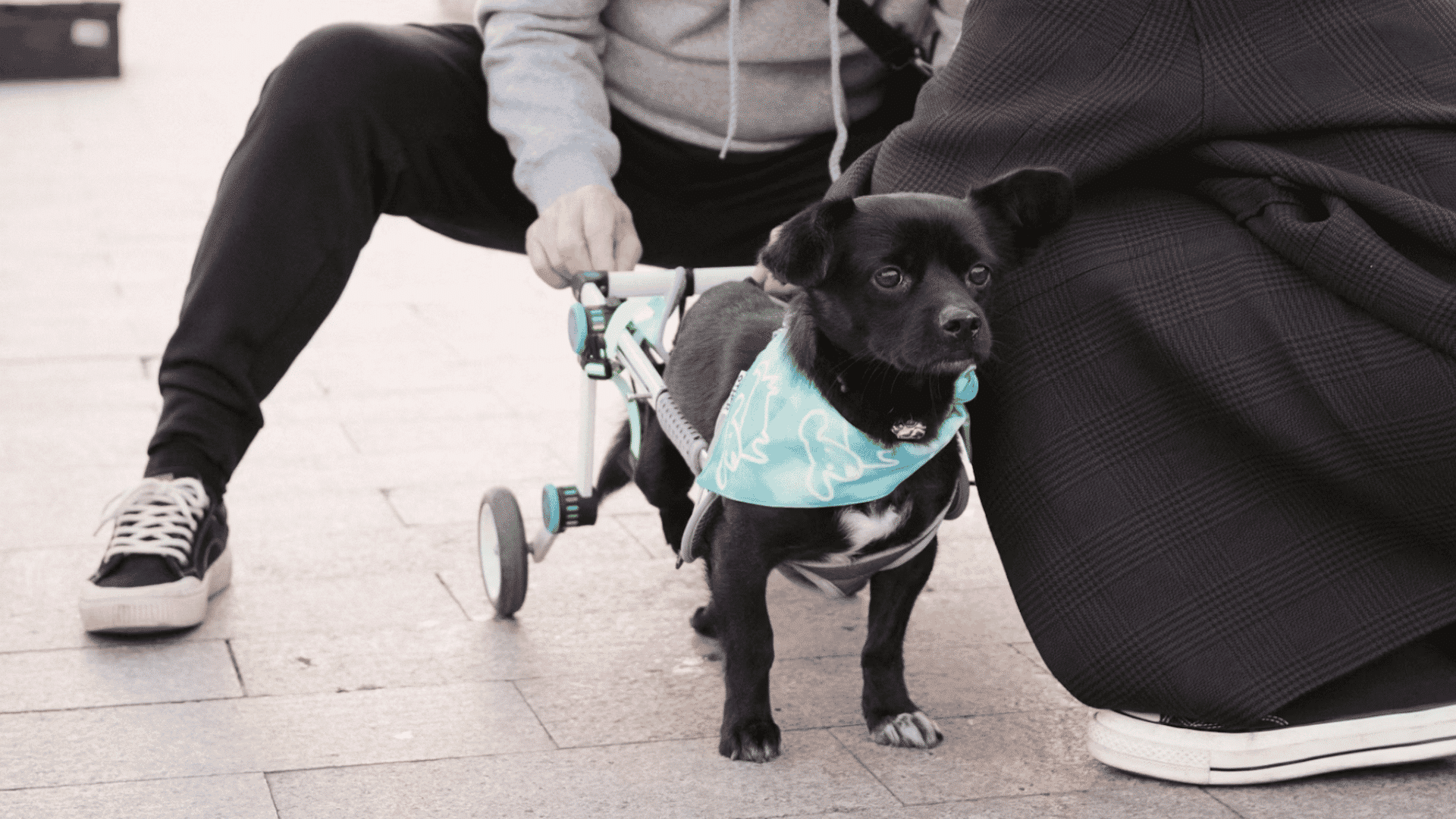 small black dog wearing a support harness with rear wheels standing beside two people on a paved walkway outdoors