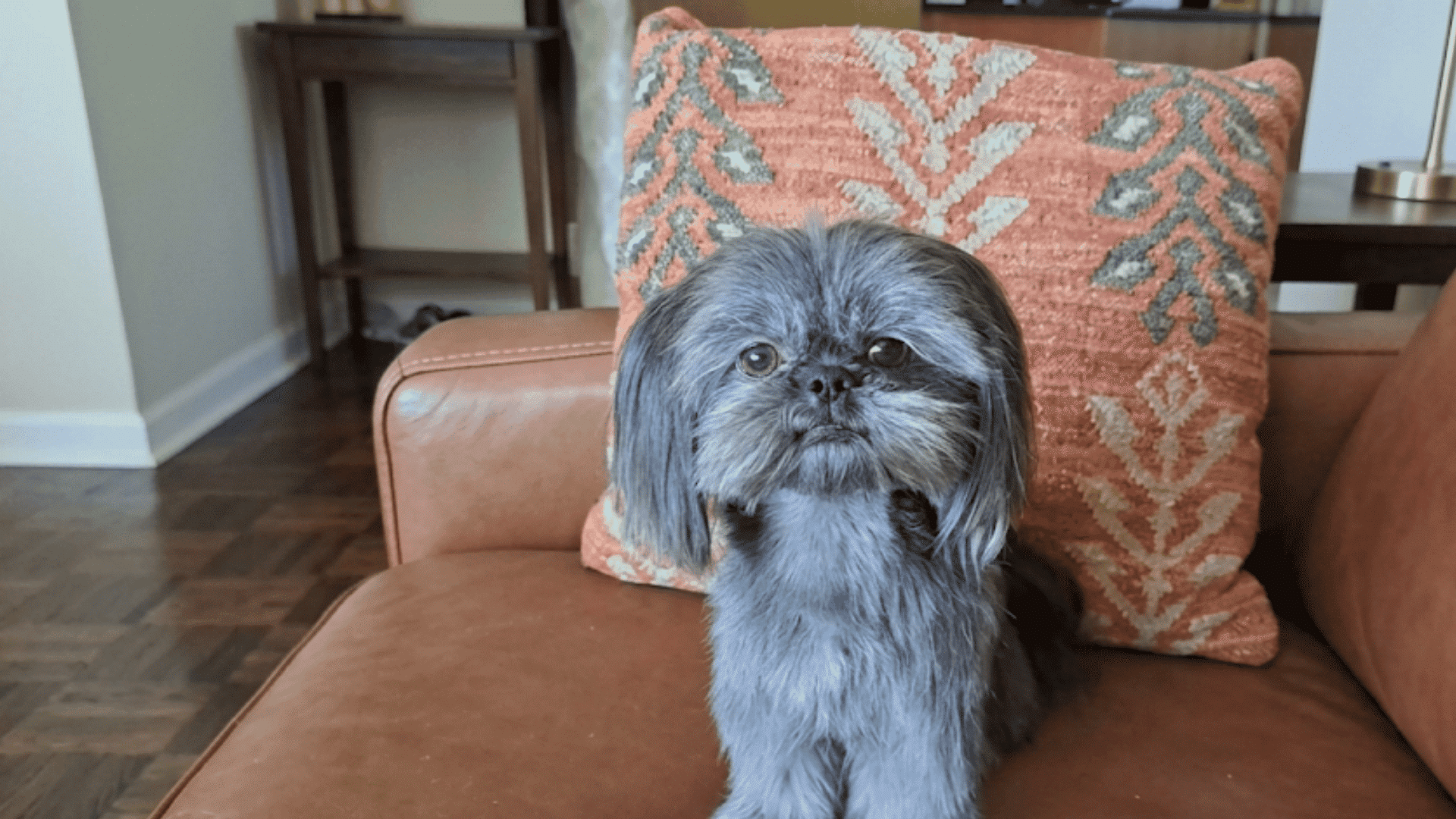 small blue fluffy dog standing on a brown sofa in front of a patterned cushion looking directly at the camera