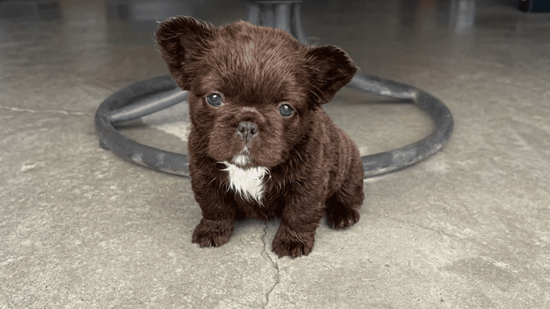 small brown french bulldog puppy with a white chest sitting on a concrete floor looking directly at the camera indoors