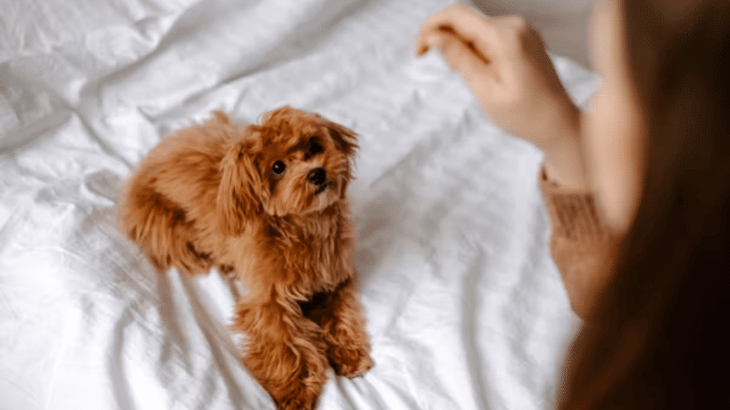 small brown puppy lying on a white bed and looking up at a person nearby