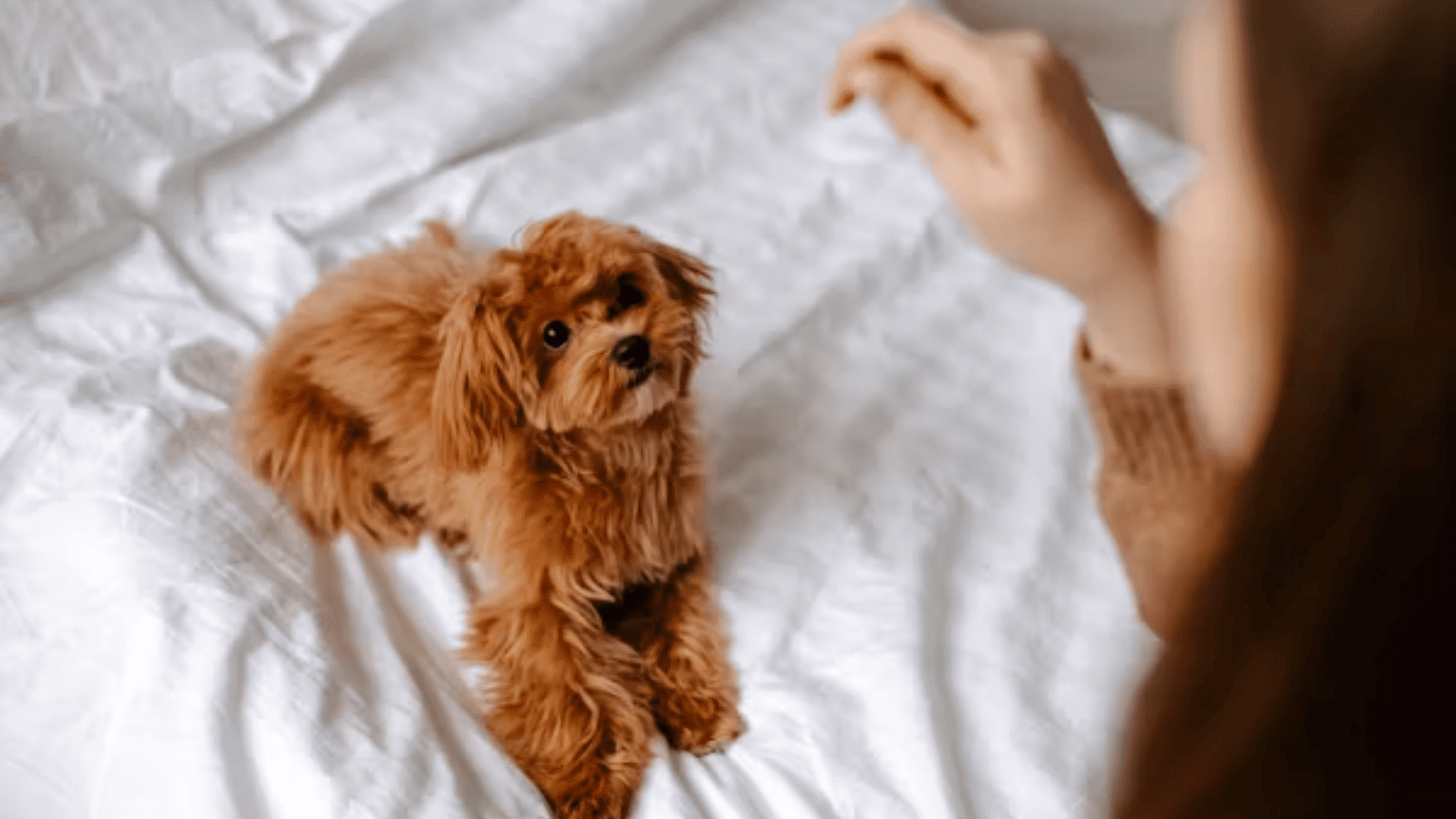 small brown puppy lying on a white bed and looking up at a person nearby