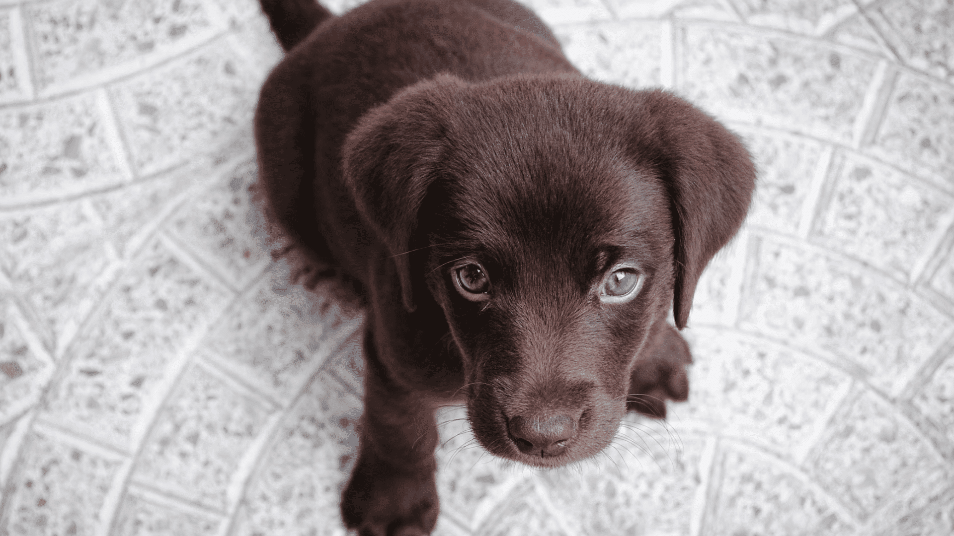 small brown puppy sitting on a patterned tile floor looking up toward the camera with bright curious eyes