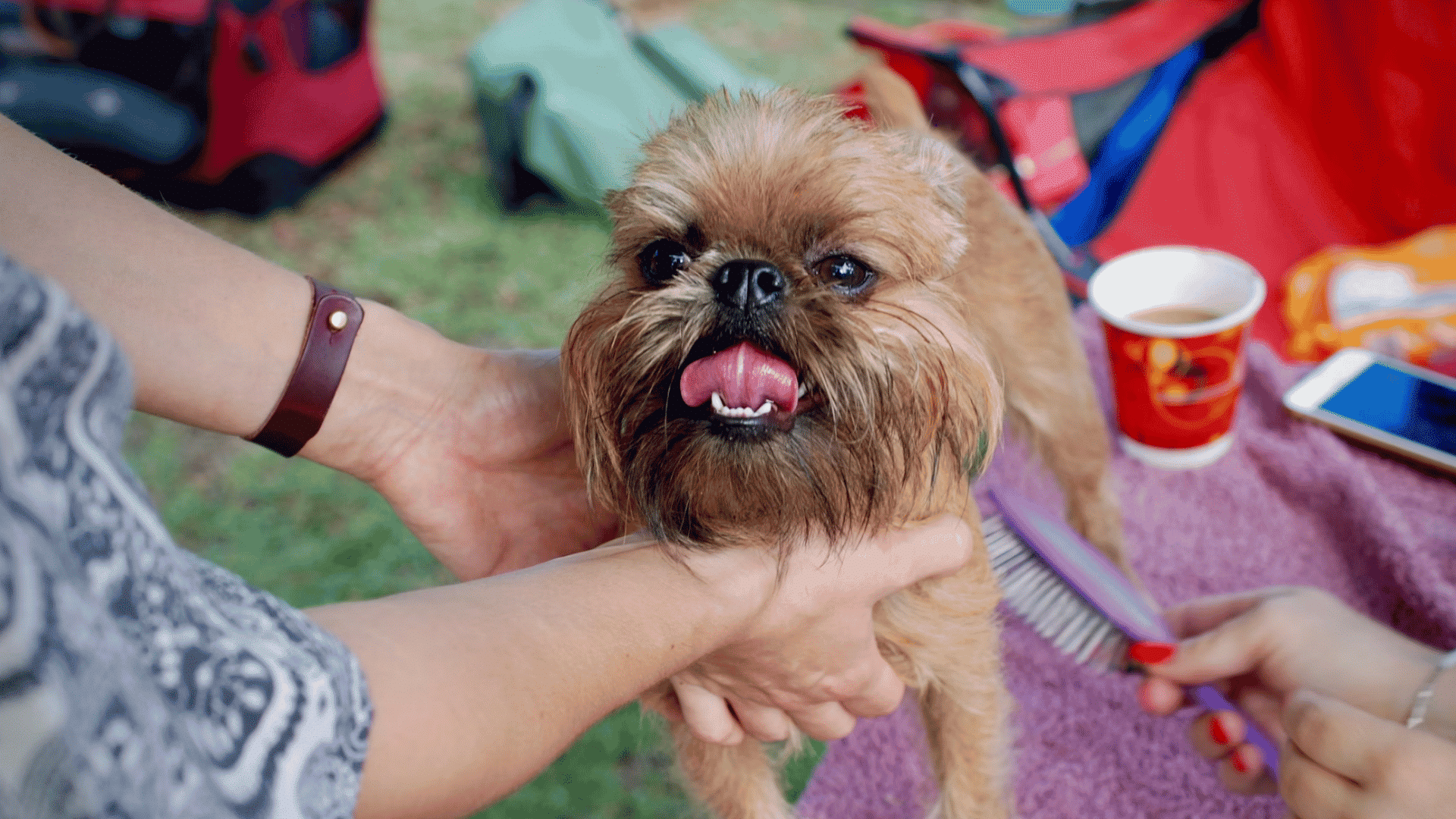small brussels griffon being gently groomed outdoors while held by hands with tongue playfully out