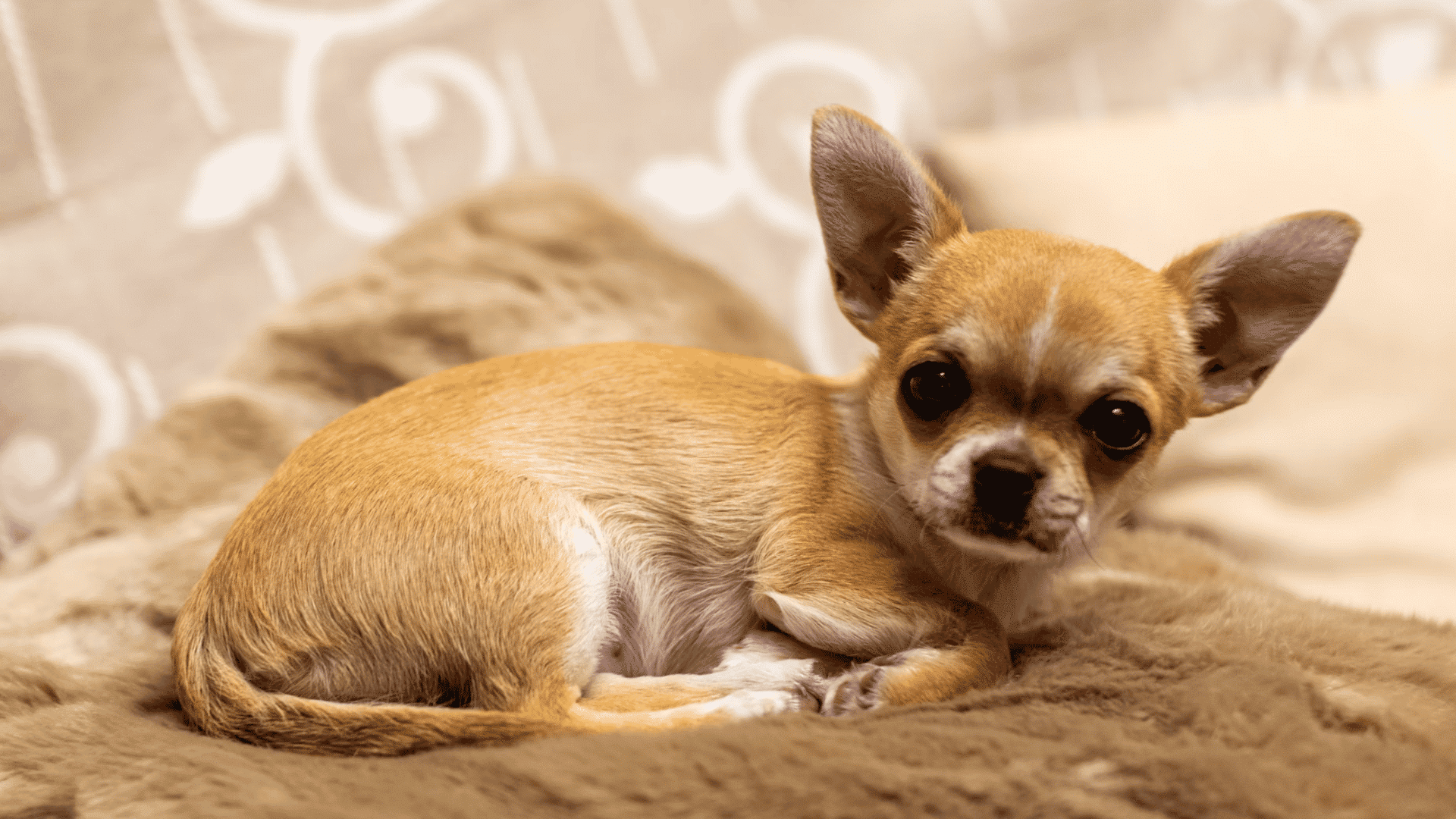 small chihuahua curled on a soft blanket indoors looking toward the camera with upright ears