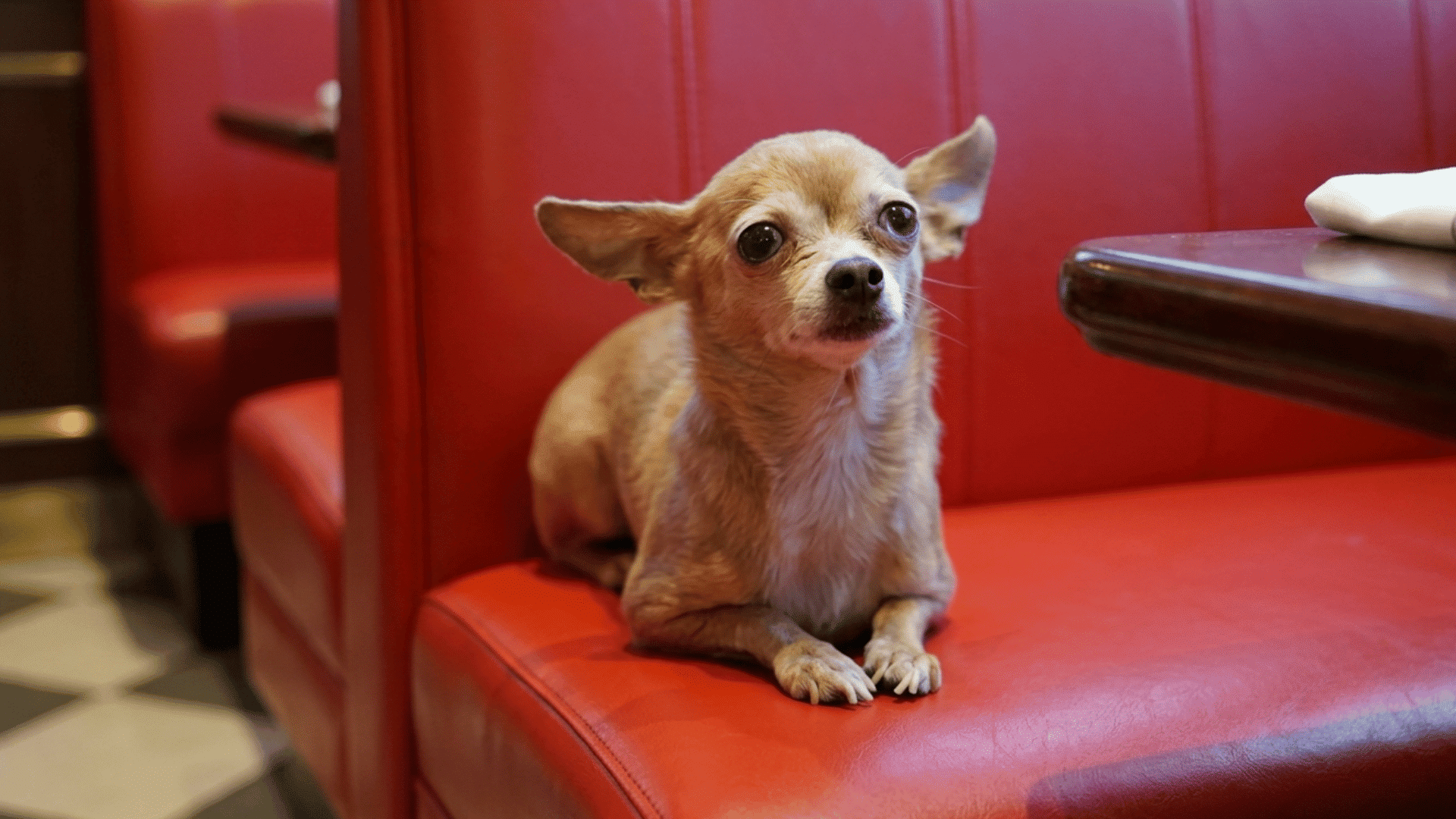 small chihuahua resting on a red booth seat beside a restaurant table
