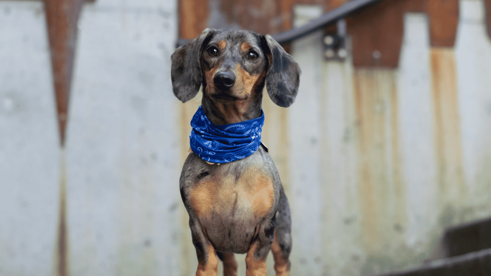 small dachshund wearing a blue bandana standing alert outdoors in front of a weathered metal wall