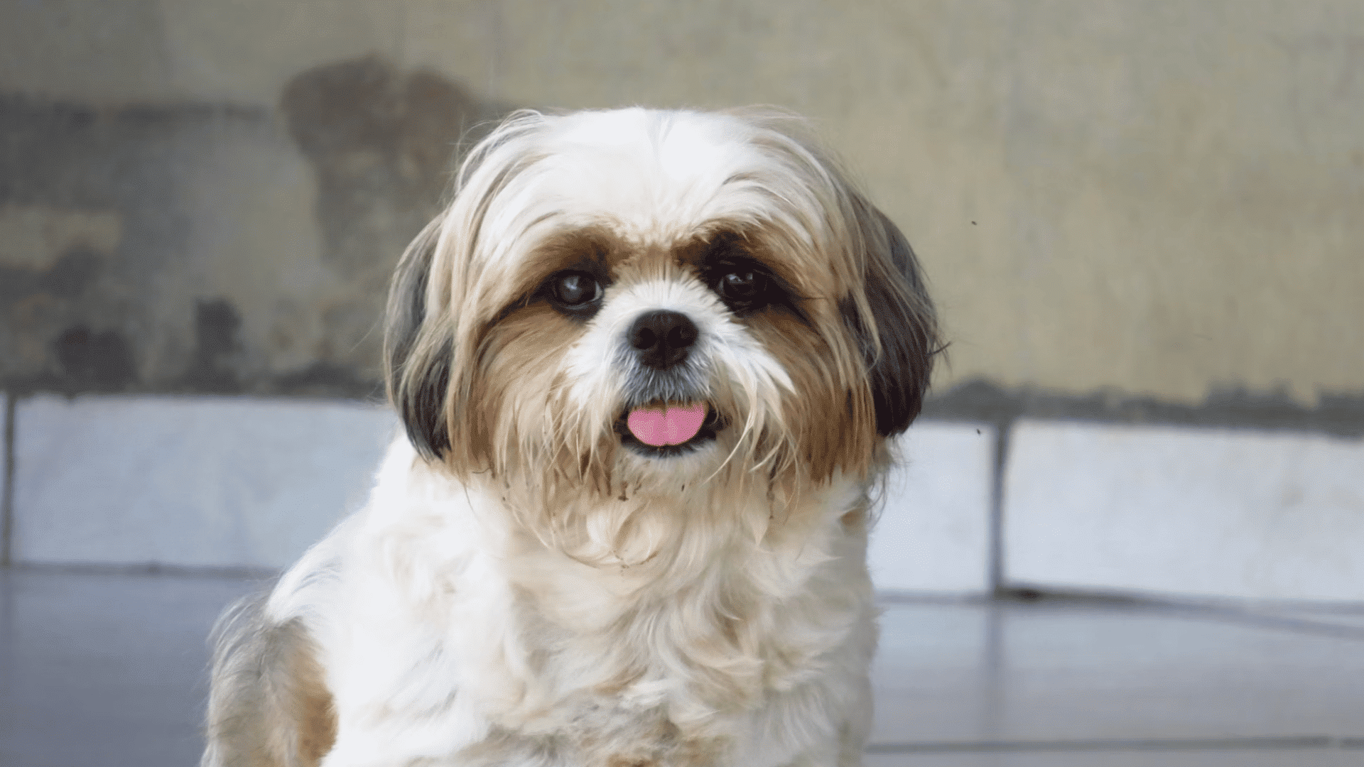 small fluffy shih tzu sitting on a tiled floor looking at the camera with its tongue slightly sticking out