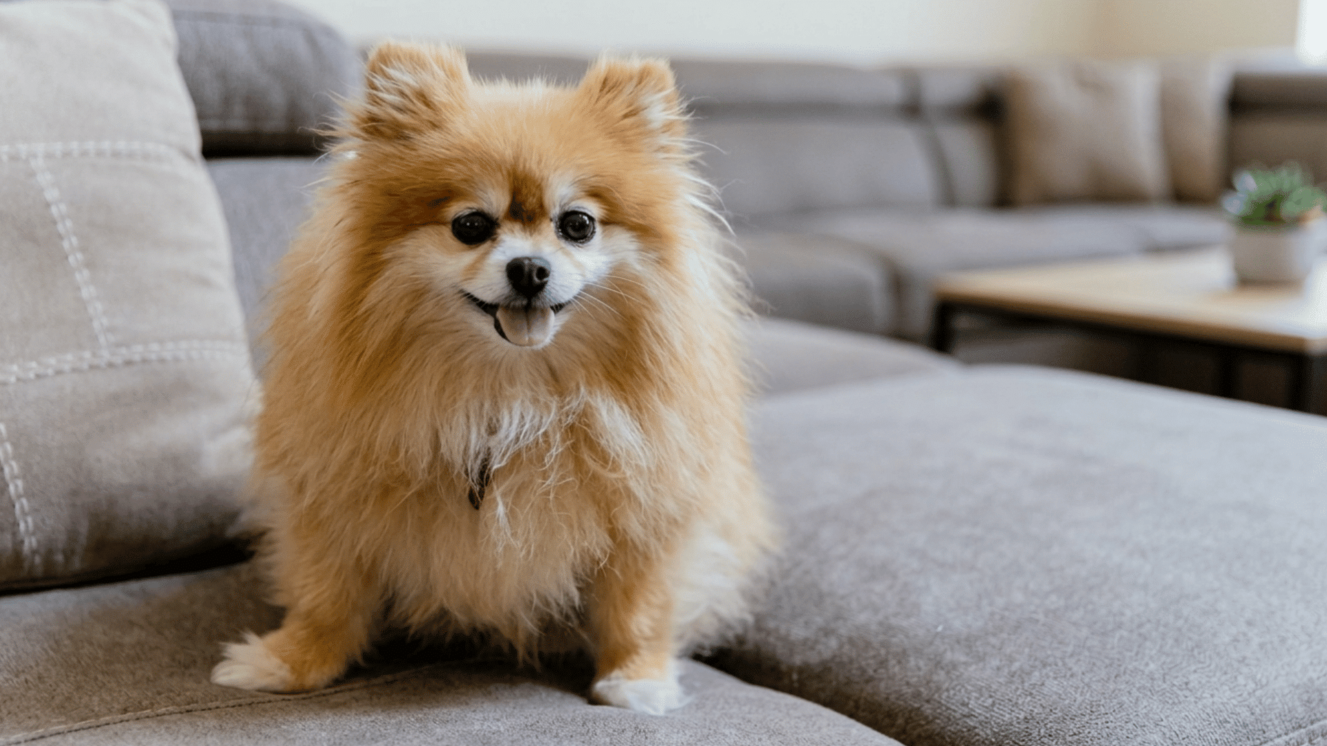 small pomeranian dog sitting on a gray sofa with its tongue out in a living room