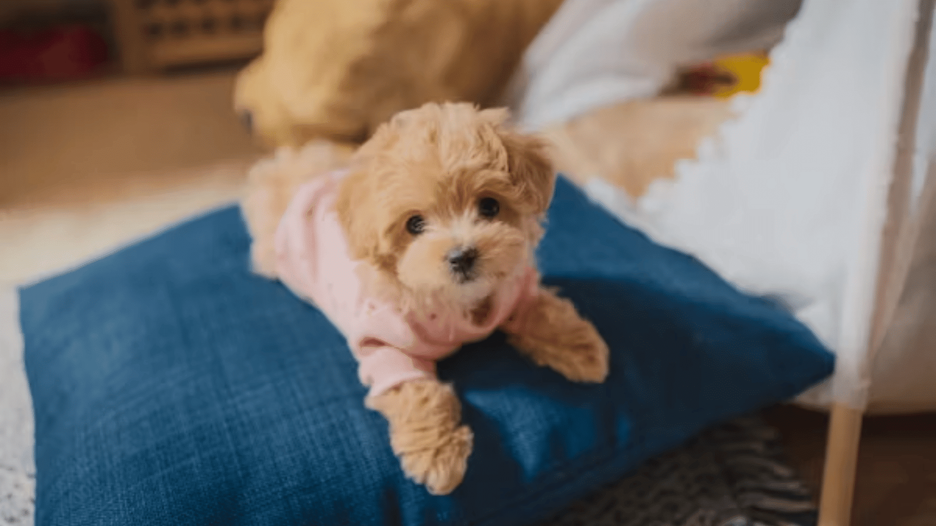 small puppy wearing a pink sweater lying on a blue cushion indoors