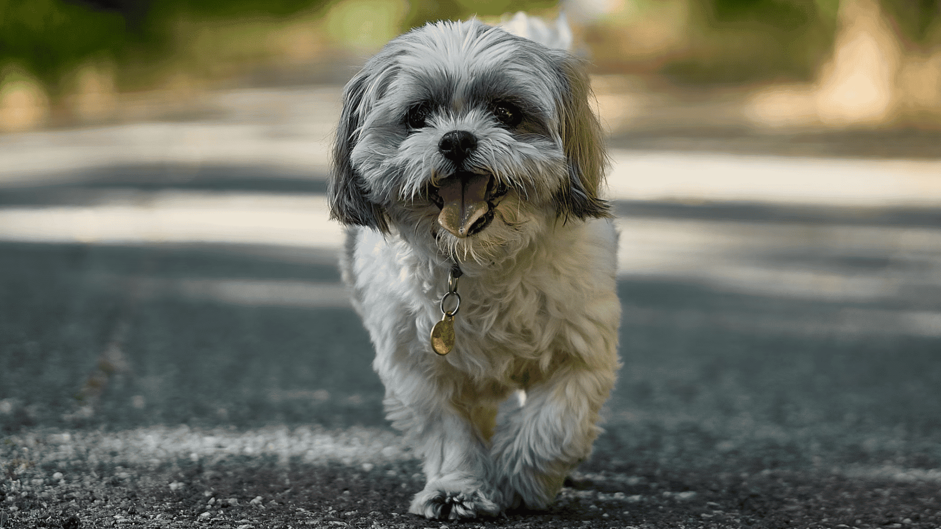 small shih tzu walking on a paved path with its tongue out