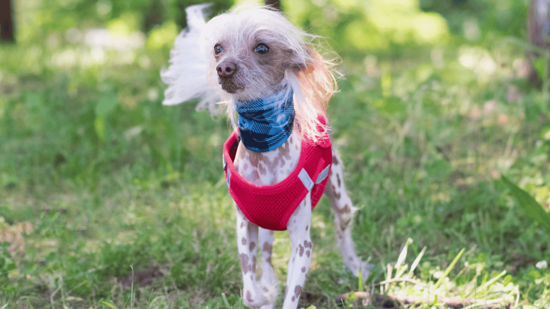 small spotted dog wearing a pink harness and blue bandana in a grassy park