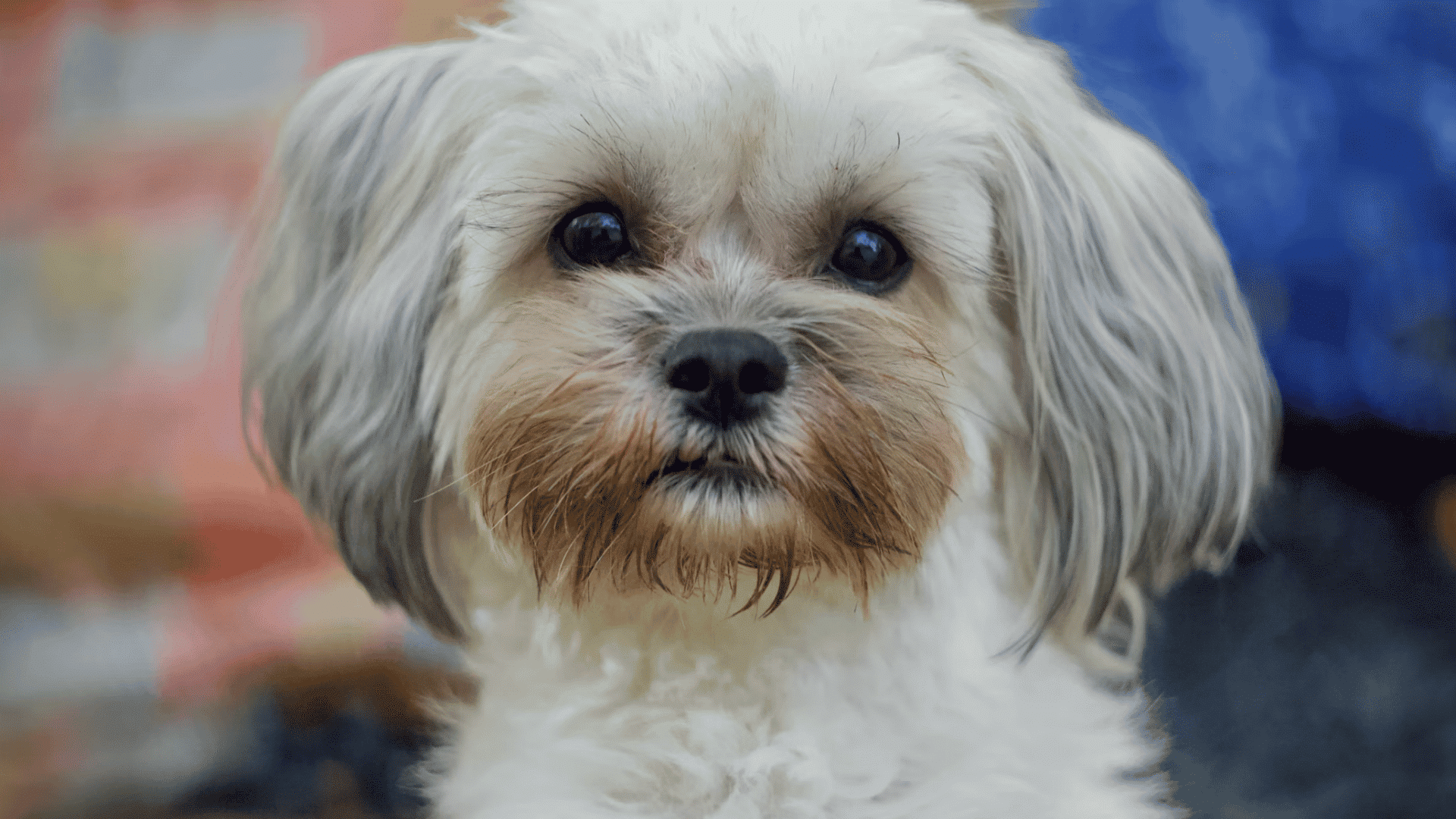 small white and gray dog looking directly at the camera with fluffy fur and bright eyes against a softly blurred background
