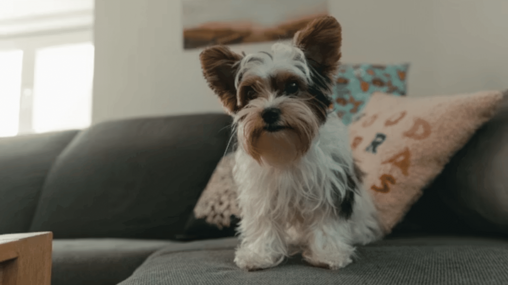 small yorkshire terrier standing on a couch with decorative pillows behind