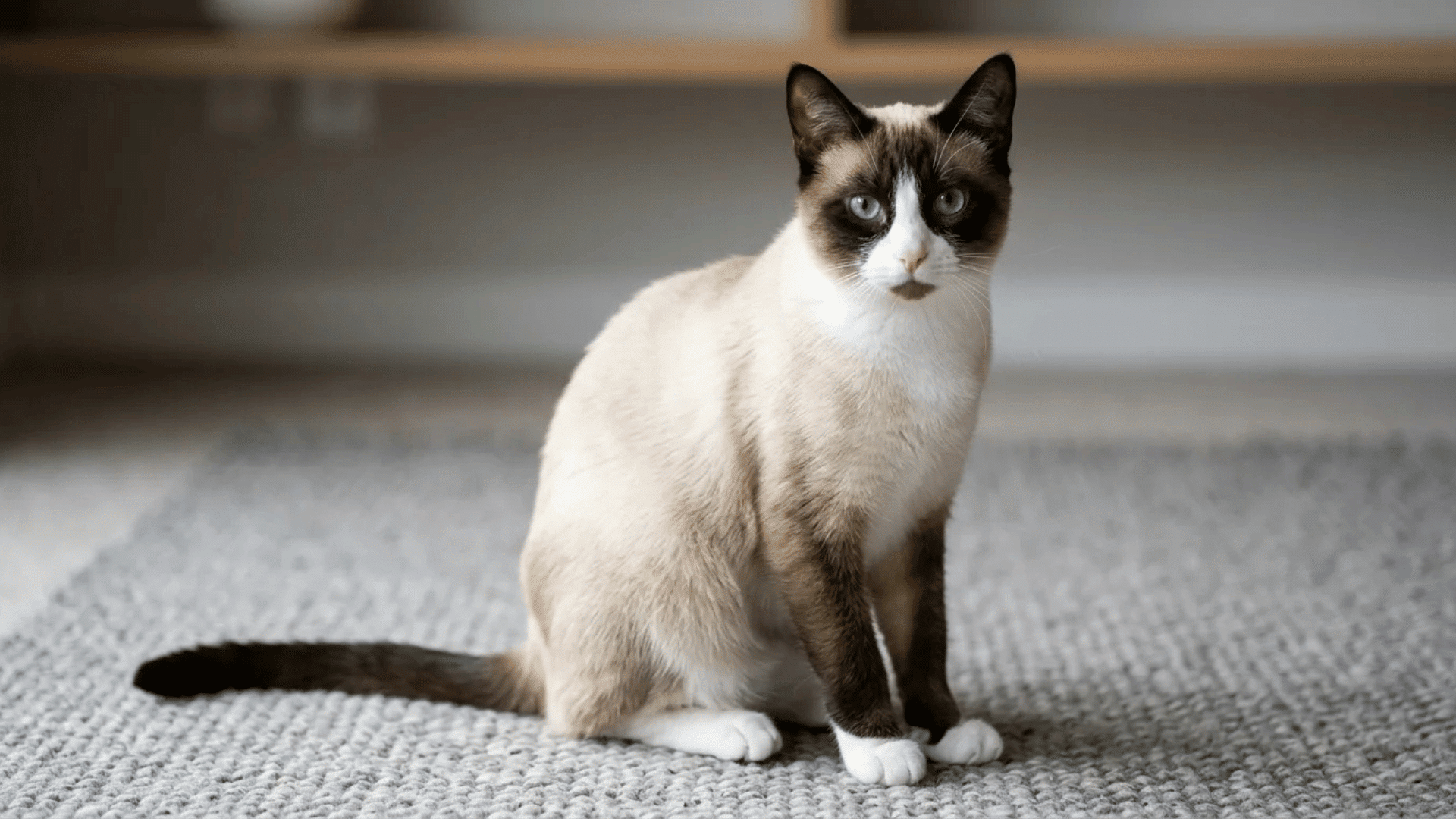 snowshoe cat with blue eyes dark face markings and white paws sitting calmly on a soft carpet indoors