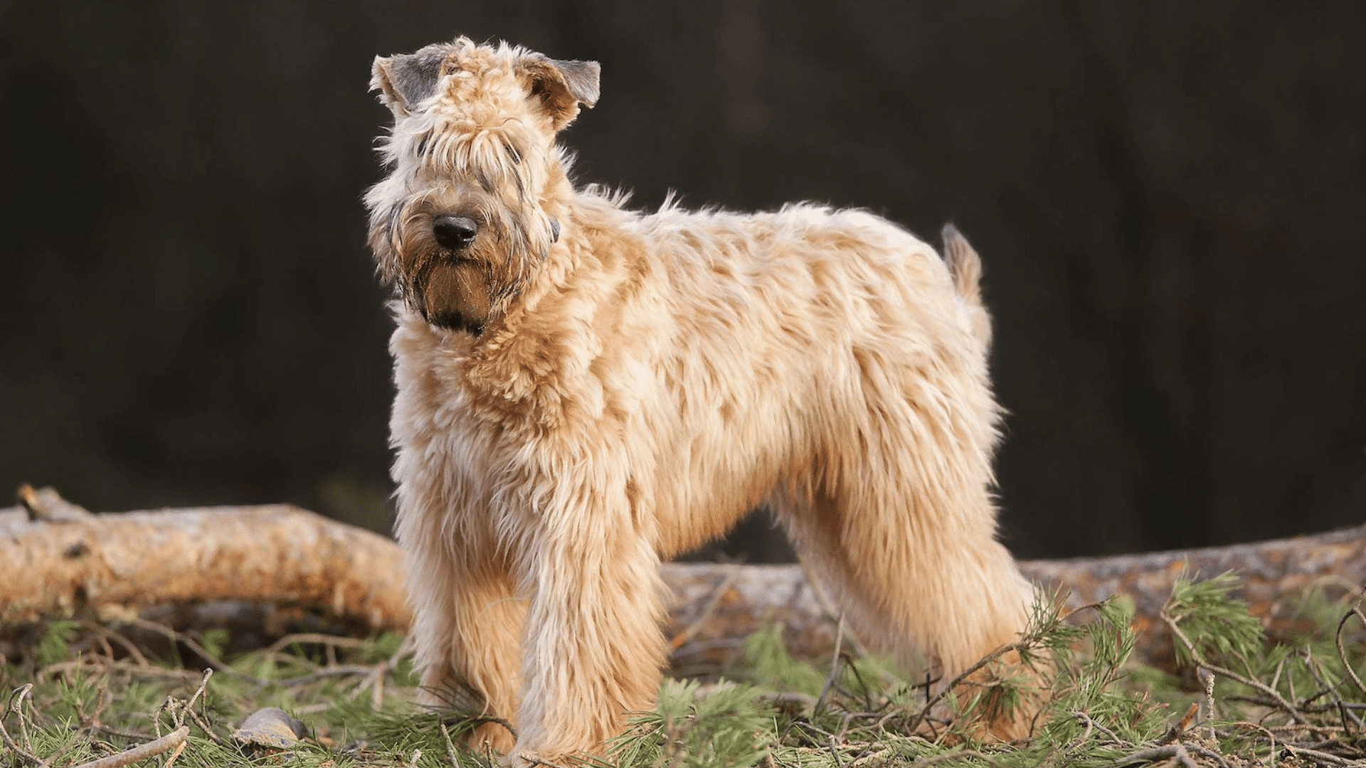 soft coated wheaten terrier standing outdoors on forest ground with a shaggy tan coat and alert posture