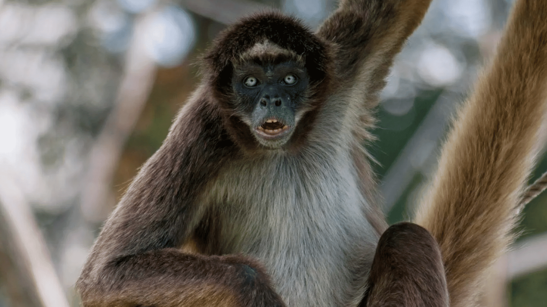 spider monkey with wide eyes and open mouth hanging from a tree branch surrounded by blurred forest foliage