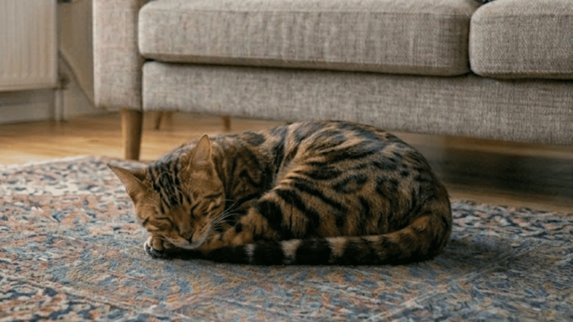 striped cat curled up sleeping on a patterned rug beneath a gray sofa in a cozy living room setting with warm light