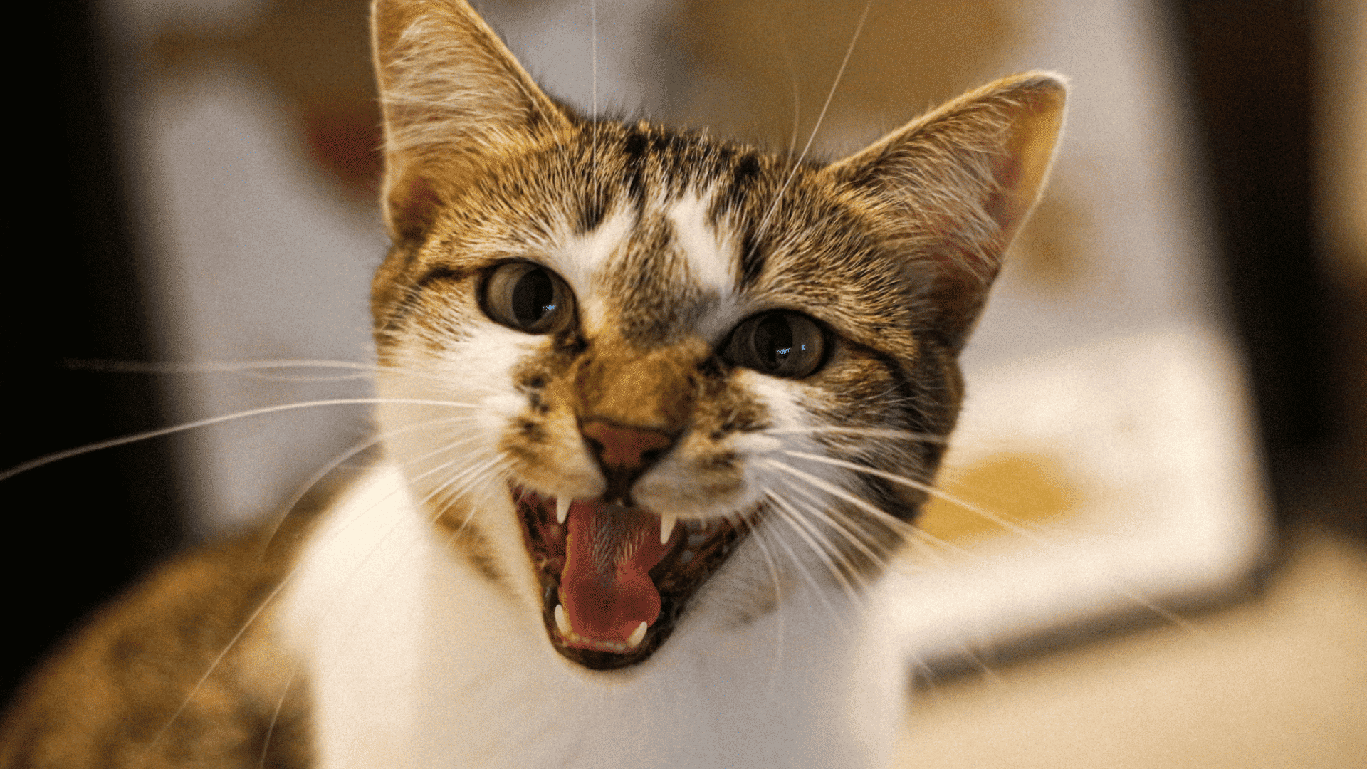 tabby and white cat faces the camera with mouth open and visible teeth appearing to meow indoors