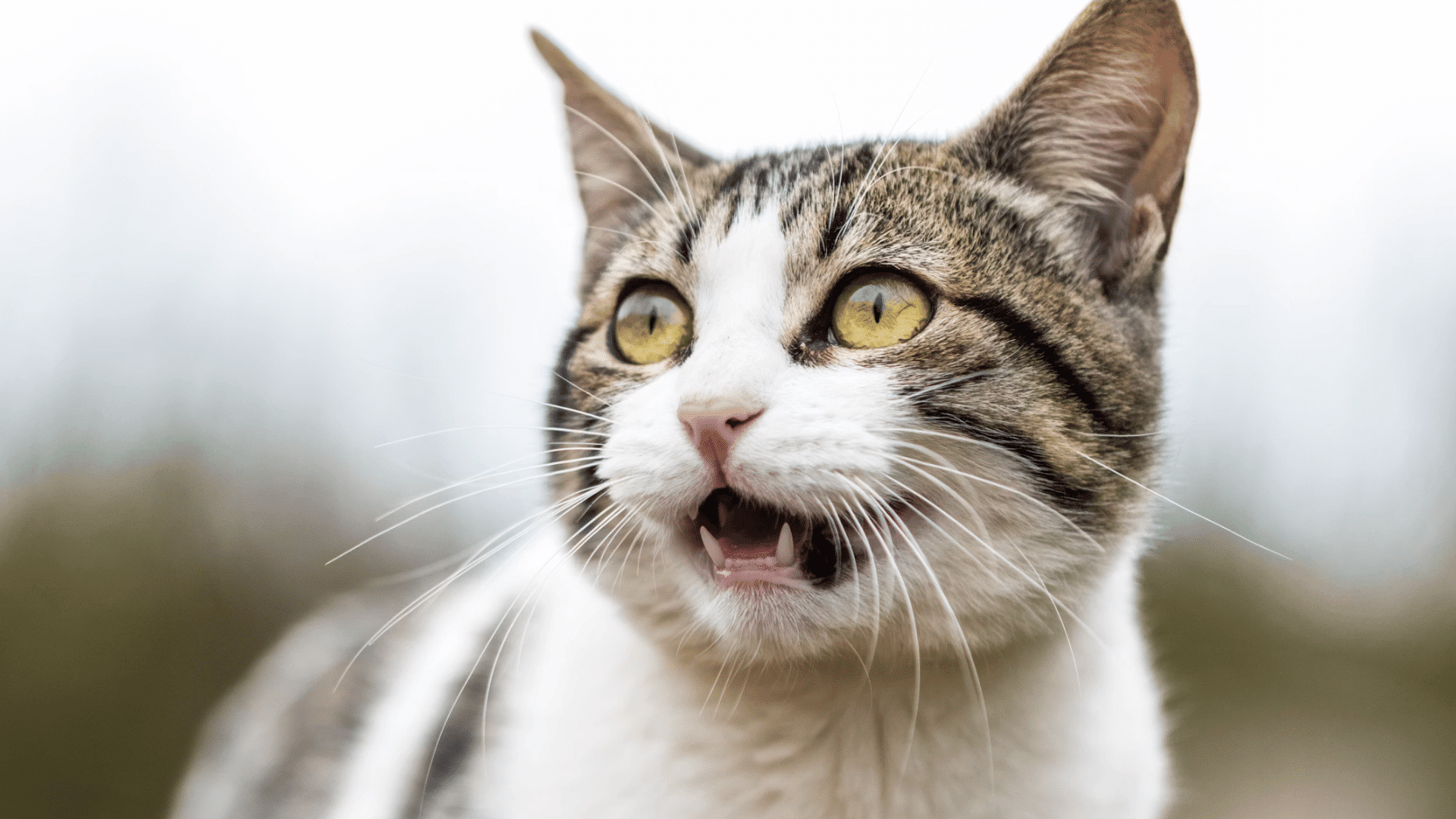 tabby and white cat outdoors looks to the side with alert eyes and slightly open mouth showing small teeth