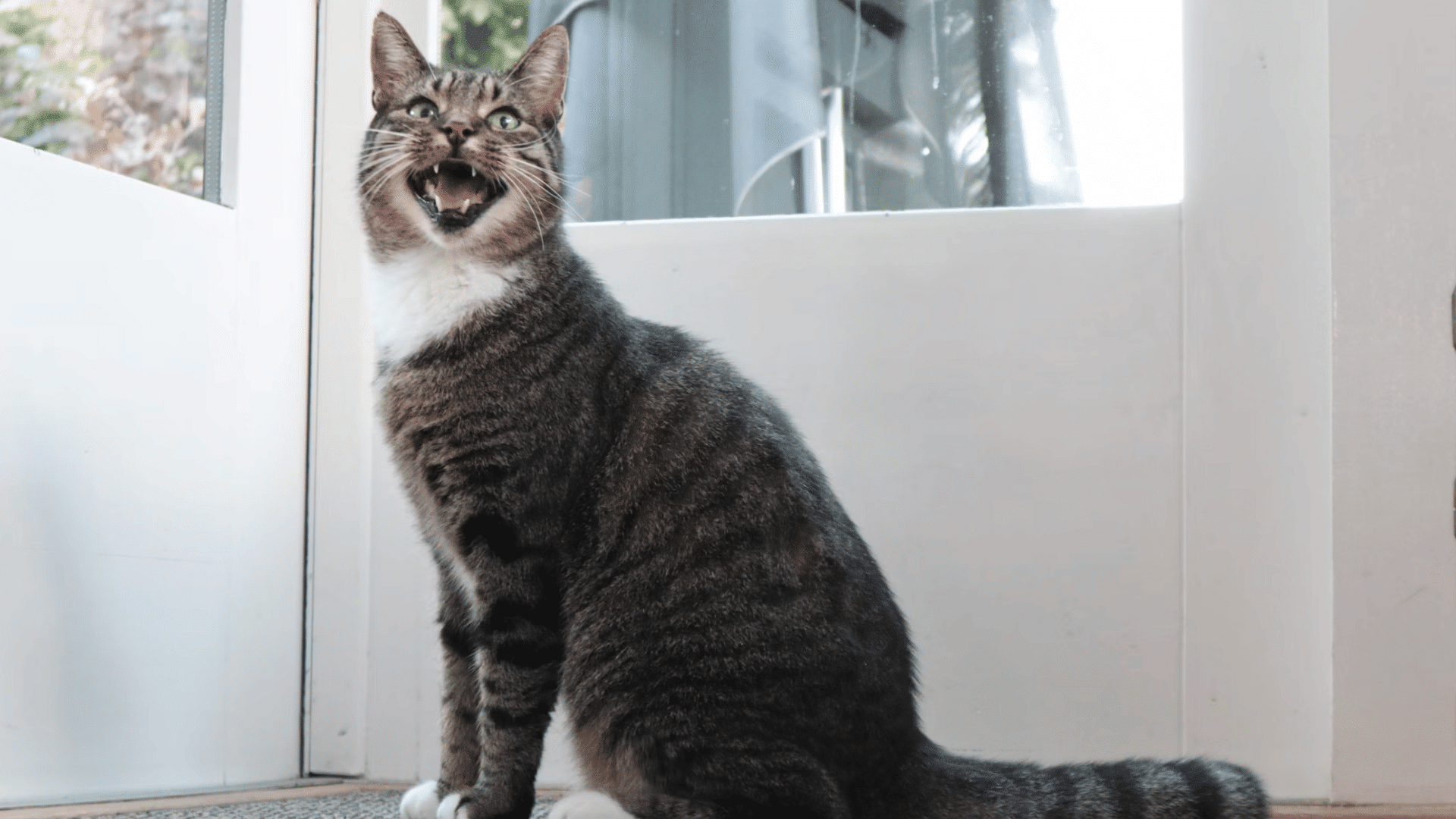 tabby cat sitting by a glass door with mouth open as if meowing while looking toward the camera in bright daylight