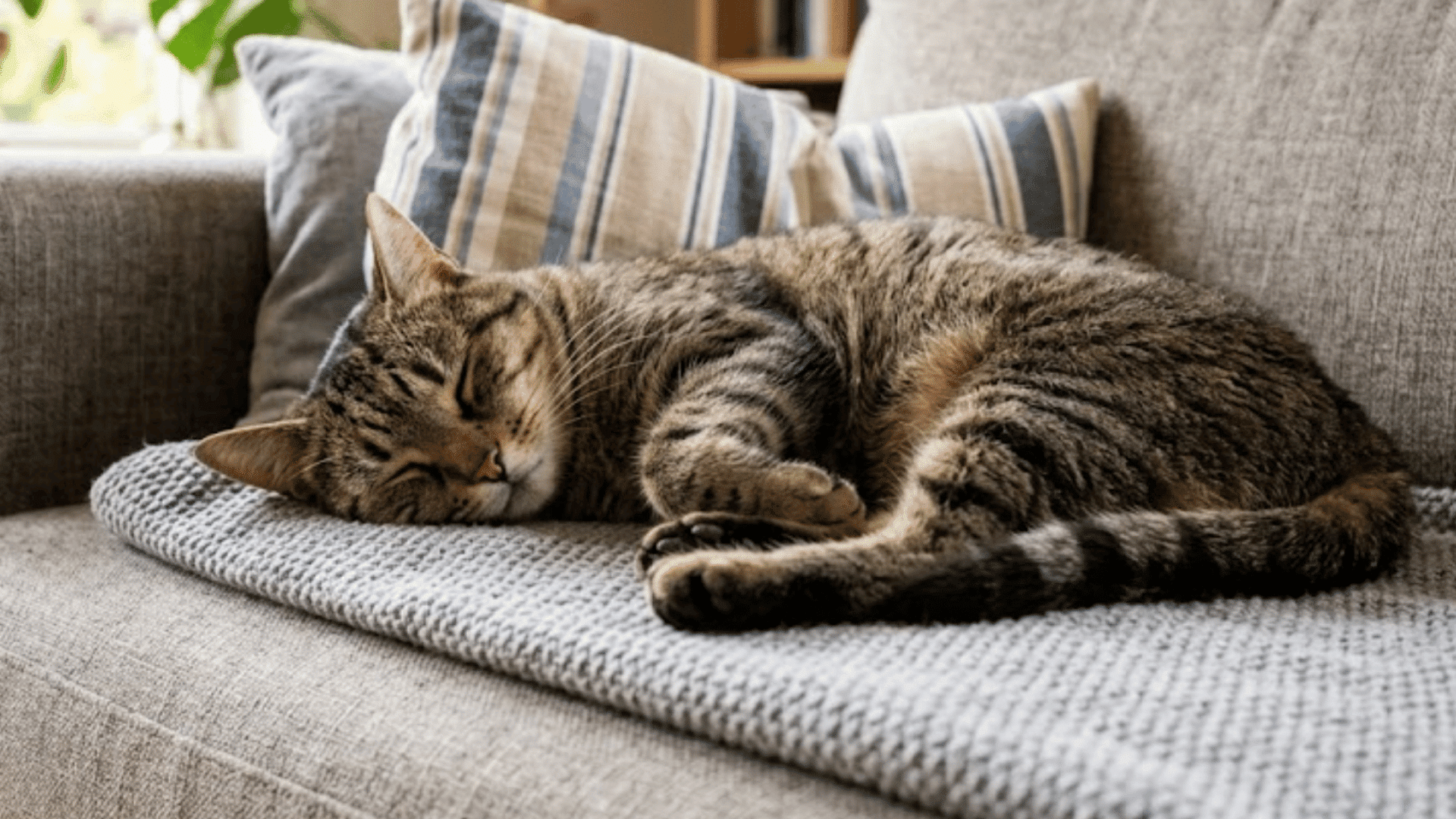 tabby cat sleeping on a knitted blanket atop a gray sofa with striped cushions and houseplants nearby (1)
