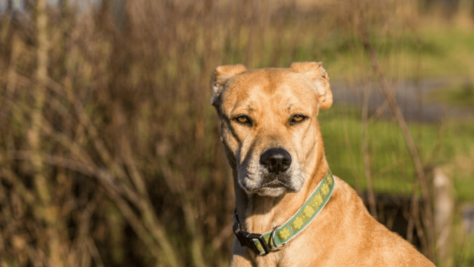 tan dog wearing a patterned collar sitting outdoors in warm sunlight with blurred trees and grassy background
