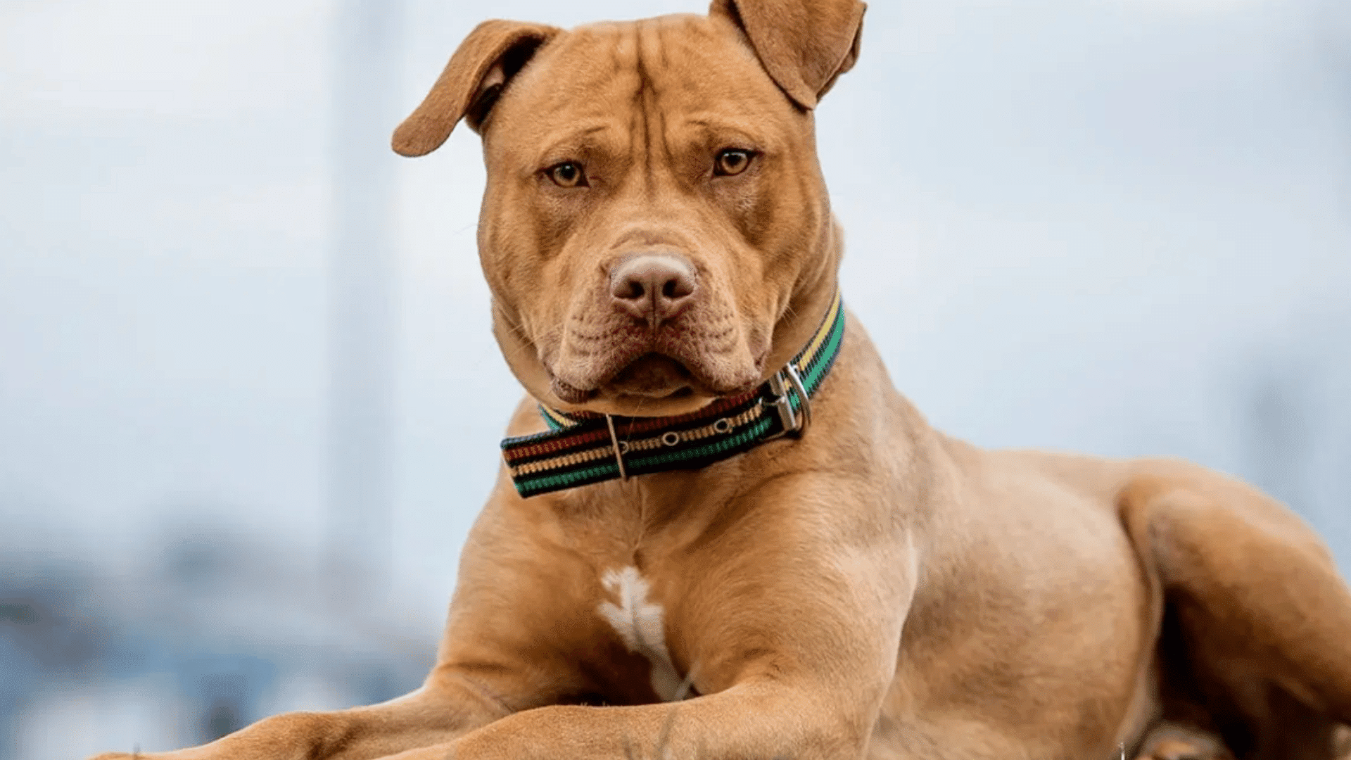 tan pitbull lying on grass wearing a striped collar and looking directly at the camera
