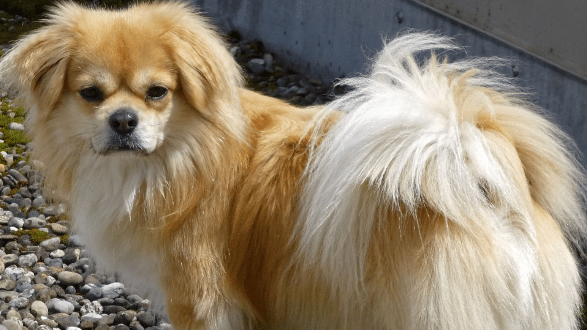 tibetan spaniel standing on a pebble surface with a fluffy curled tail looking back toward the camera outdoors