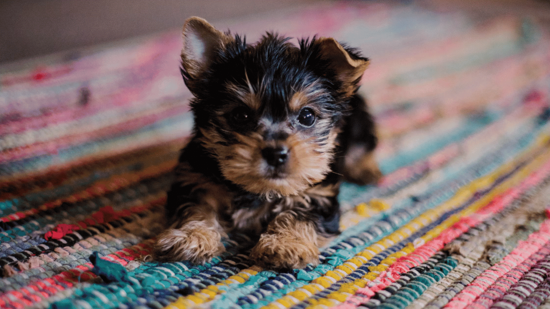 tiny yorkshire terrier puppy lying on a colorful woven rug looking toward the camera with alert eyes