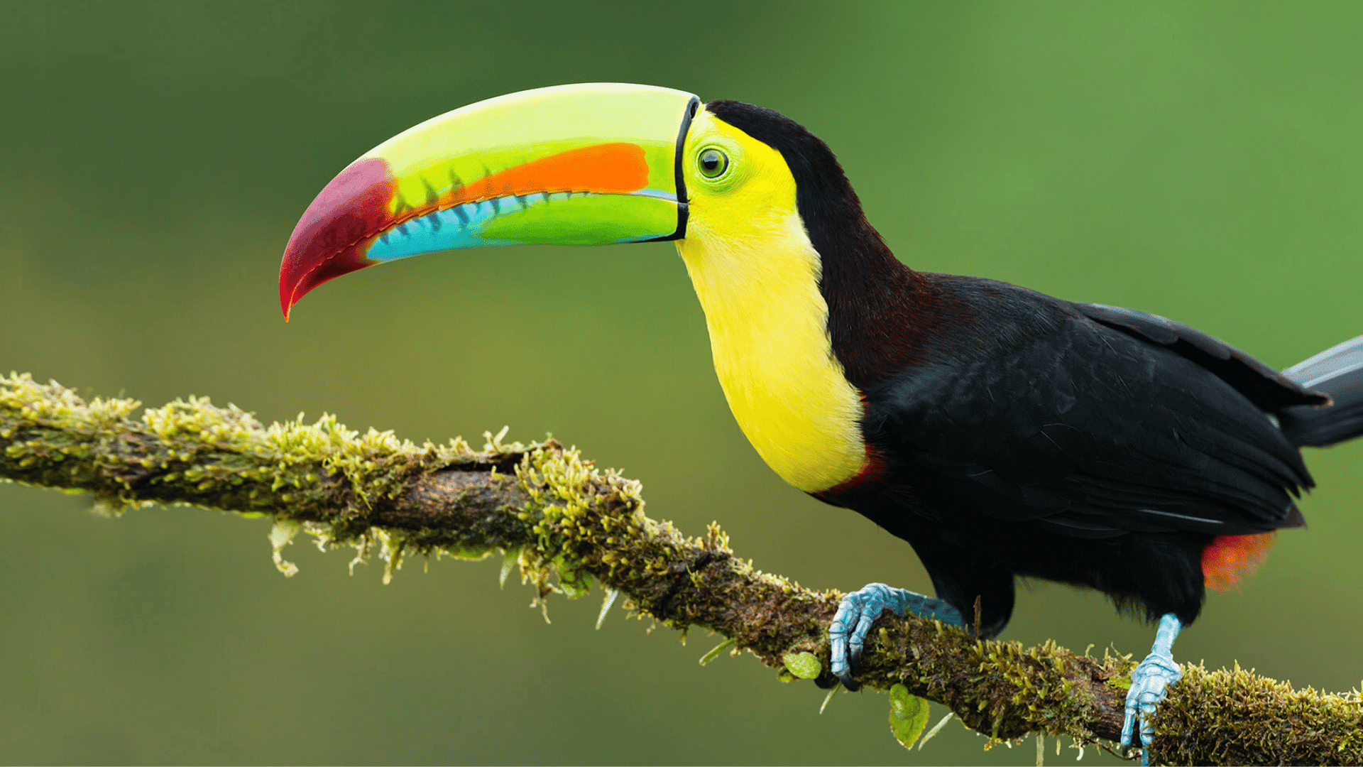 toucan perched on a moss covered branch displaying a colorful beak against a soft green rainforest backdrop