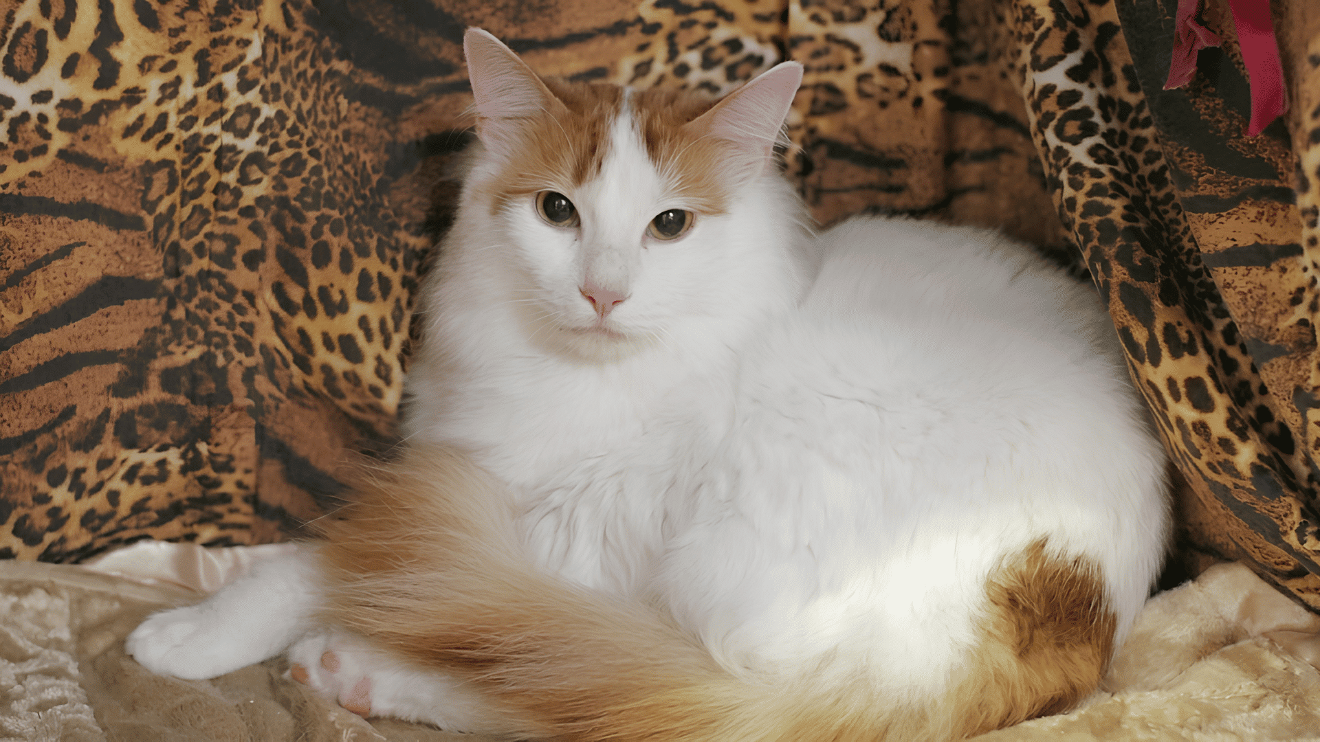 turkish van cat with white and ginger fur resting on a leopard print blanket looking toward the camera