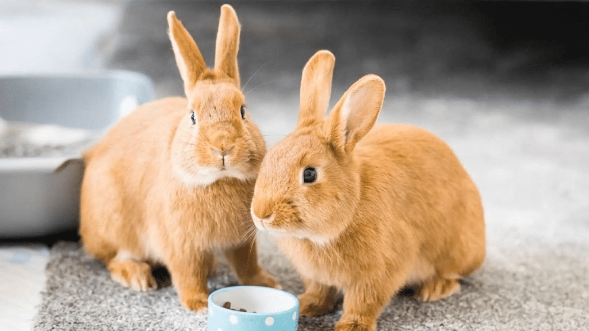 two brown pet rabbits sitting beside a small food bowl on a soft indoor rug