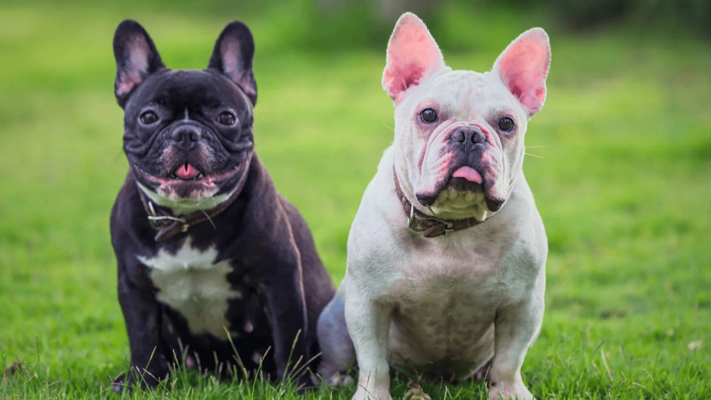 two french bulldogs sitting side by side on green grass looking toward the camera with their tongues slightly out