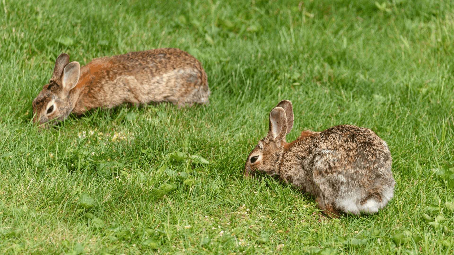 two rabbits grazing on fresh green grass in an open lawn with their heads lowered while searching for food (1)