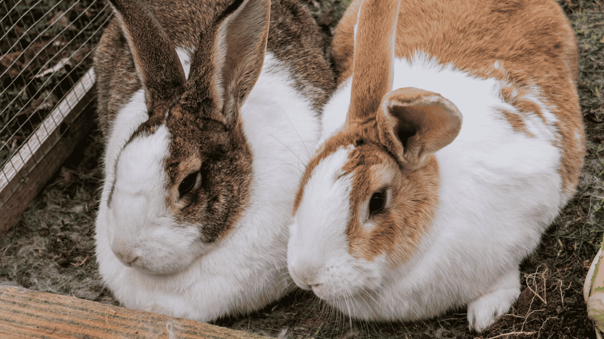 two rabbits resting side by side on the grass inside a fenced outdoor enclosure with their ears standing upright (1)