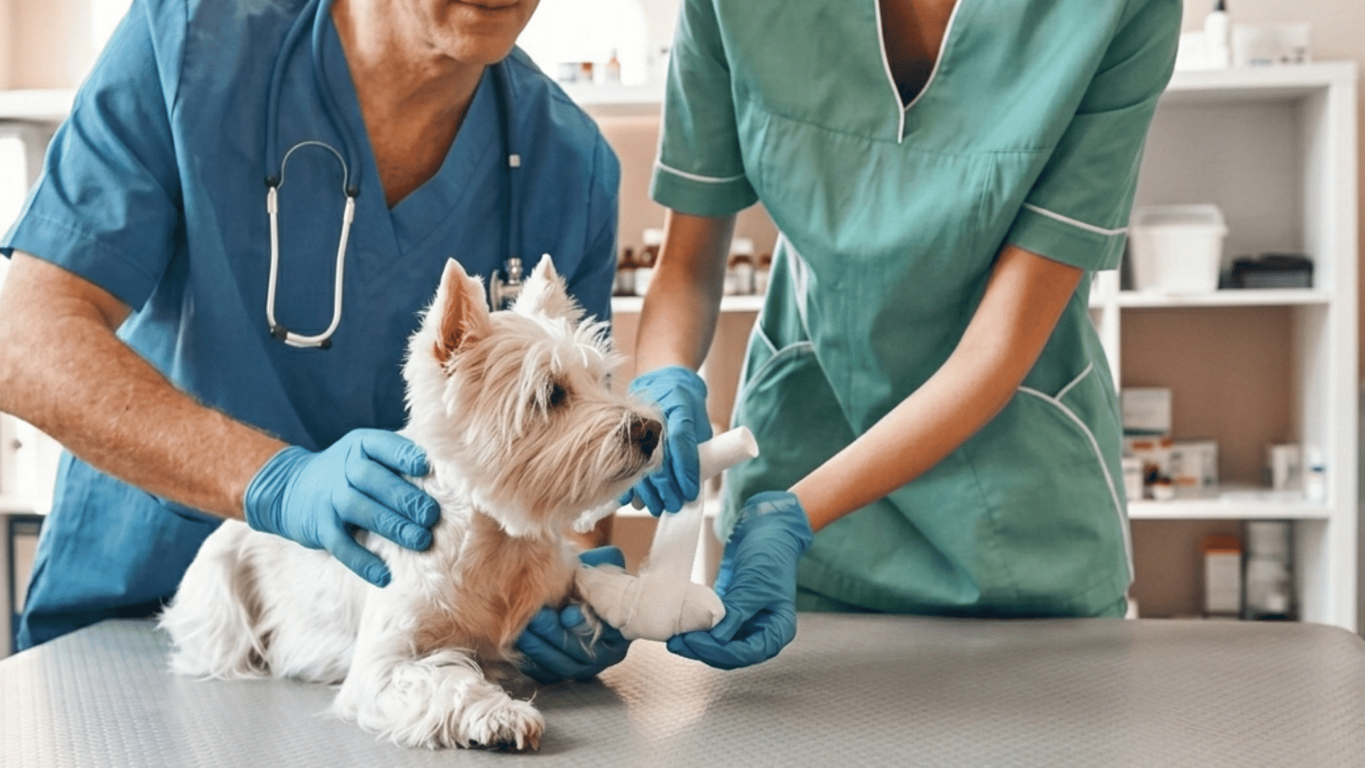 two veterinarians bandaging a small white dog on an exam table in a clinic