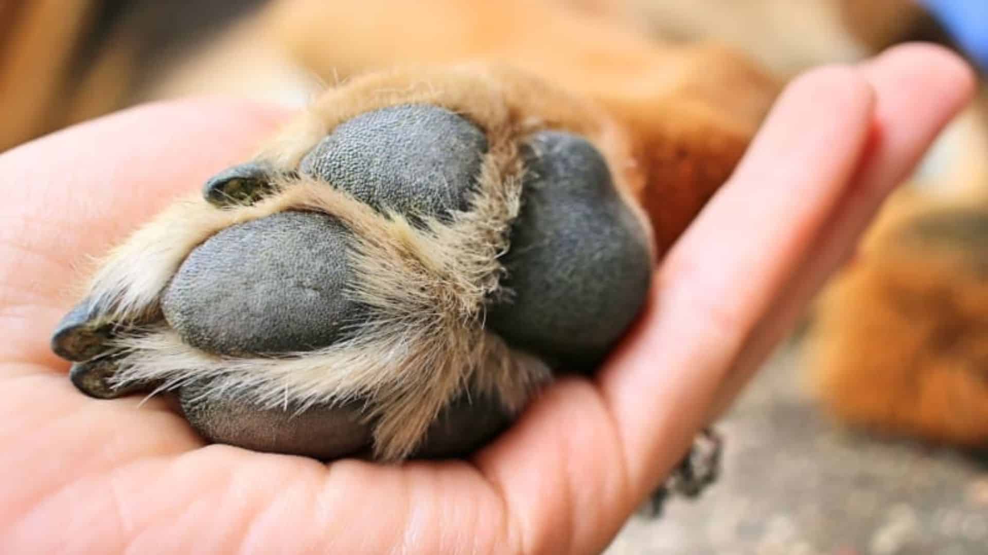close up of a fluffy dog paw resting gently in a persons open hand showing soft paw pads and trimmed claws